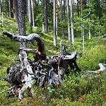 15 - Fulufjellets National Parks -this Is The Place Where Norway And Sweden Meet In A Large Protected Area For Animals And Nature Apartment