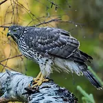 15 - Fulufjellets National Parks -this Is The Place Where Norway And Sweden Meet In A Large Protected Area For Animals And Nature *