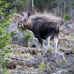15 - Fulufjellets National Parks -this Is The Place Where Norway And Sweden Meet In A Large Protected Area For Animals And Nature Ljordalen