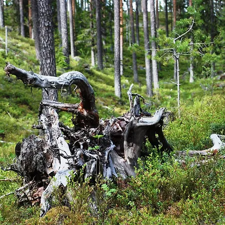 15 - Fulufjellets National Parks -this Is The Place Where Norway And Sweden Meet In A Large Protected Area For Animals And Nature 아파트