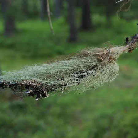 15 - Fulufjellets Nasjonalparker - Natur-, Dyre- Og Fugleopplevelser *