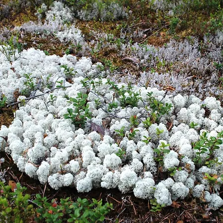Appartamento 15 - Fulufjellets Nasjonalparker - Natur-, Dyre- Og Fugleopplevelser