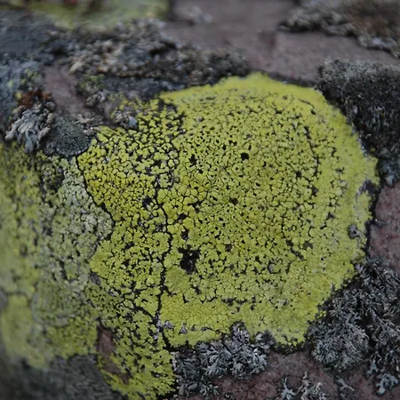 Lejlighed 15 - Fulufjellets Nasjonalparker - Natur-, Dyre- Og Fugleopplevelser Ljordalen