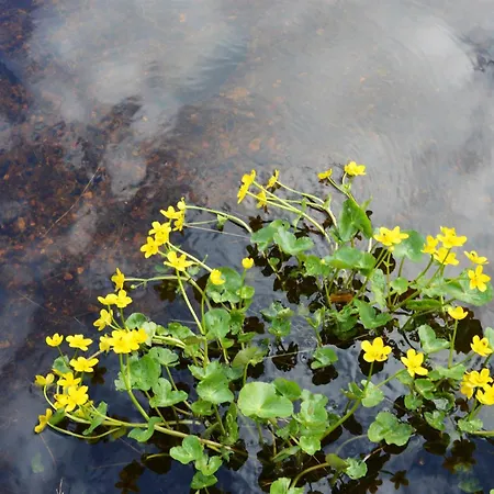 15 - Fulufjellets Nasjonalparker - Natur-, Dyre- Og Fugleopplevelser Appartamento Ljordalen