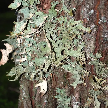 Appartamento 15 - Fulufjellets Nasjonalparker - Natur-, Dyre- Og Fugleopplevelser Ljordalen