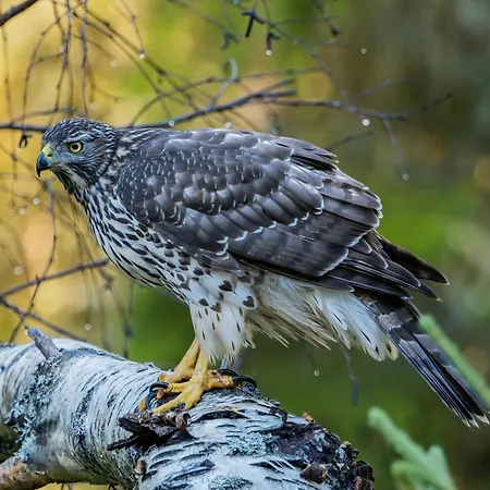 15 - Fulufjellets Nasjonalparker - Natur-, Dyre- Og Fugleopplevelser *