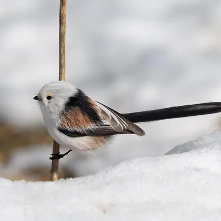 15 - Fulufjellets Nasjonalparker - Natur-, Dyre- Og Fugleopplevelser Ljordalen