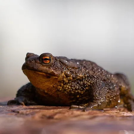 15 - Fulufjellets Nasjonalparker - Natur-, Dyre- Og Fugleopplevelser