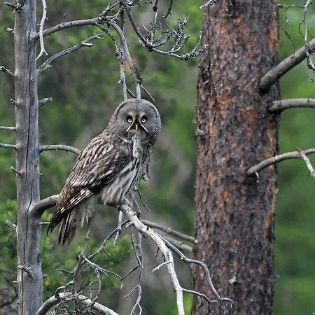 15 - Fulufjellets Nasjonalparker - Sno - Alpint - Langrenn - Snoscooter Apartment