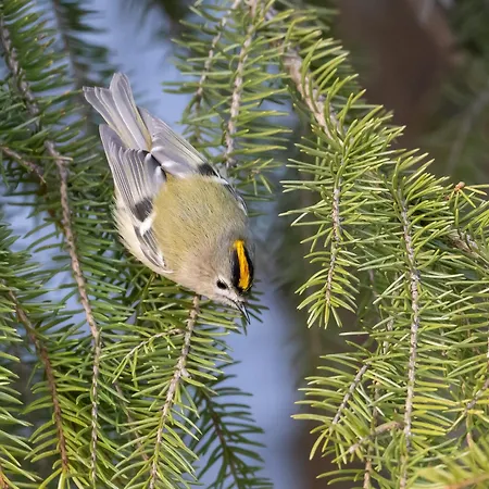 15 - Fulufjellets Nasjonalparker - Natur-, Dyre- Og Fugleopplevelser *
