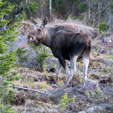 15 - Fulufjellets National Parks -this Is The Place Where Norway And Sweden Meet In A Large Protected Area For Animals And Nature Ljordalen
