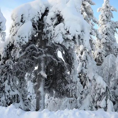 Apartment 15 - Fulufjellets Nasjonalparker - Sno - Alpint - Langrenn - Snoscooter