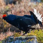 Leilighet 15 - Fulufjellets National Parks -this Is The Place Where Norway And Sweden Meet In A Large Protected Area For Animals And Nature *